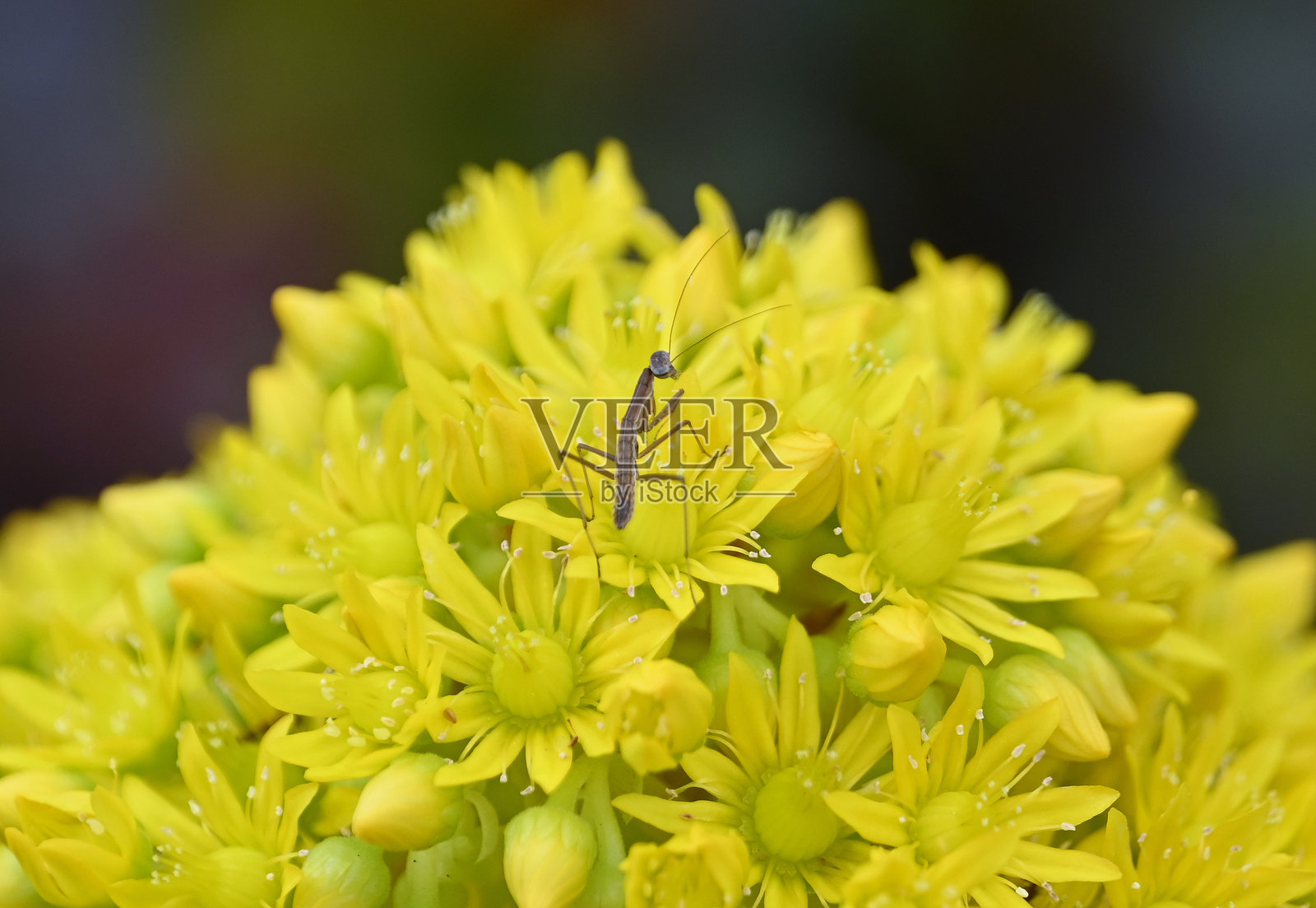 小螳螂在黄花多肉植物上照片摄影图片