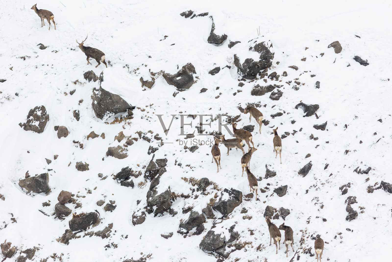 一群蝦夷鹿在陡峭的雪山悬崖上漫游照片摄影图片