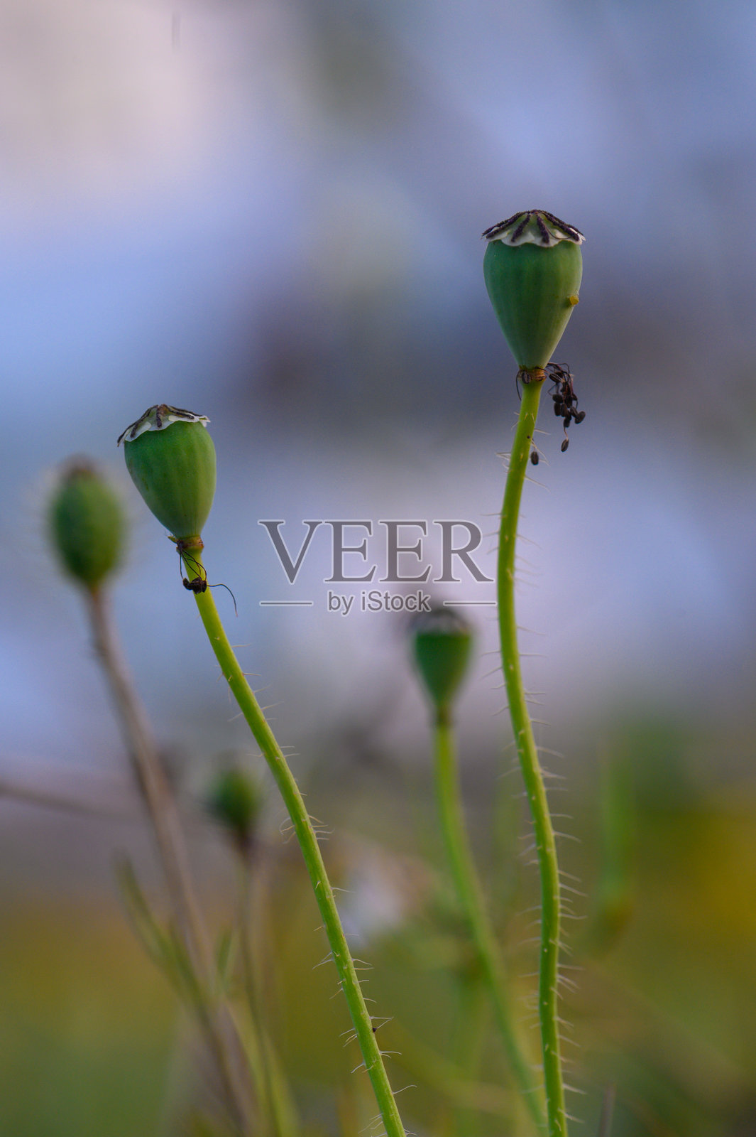 在宁静的花园中,细腻的绿色嫩芽在黄金时刻向阳光伸展照片摄影图片