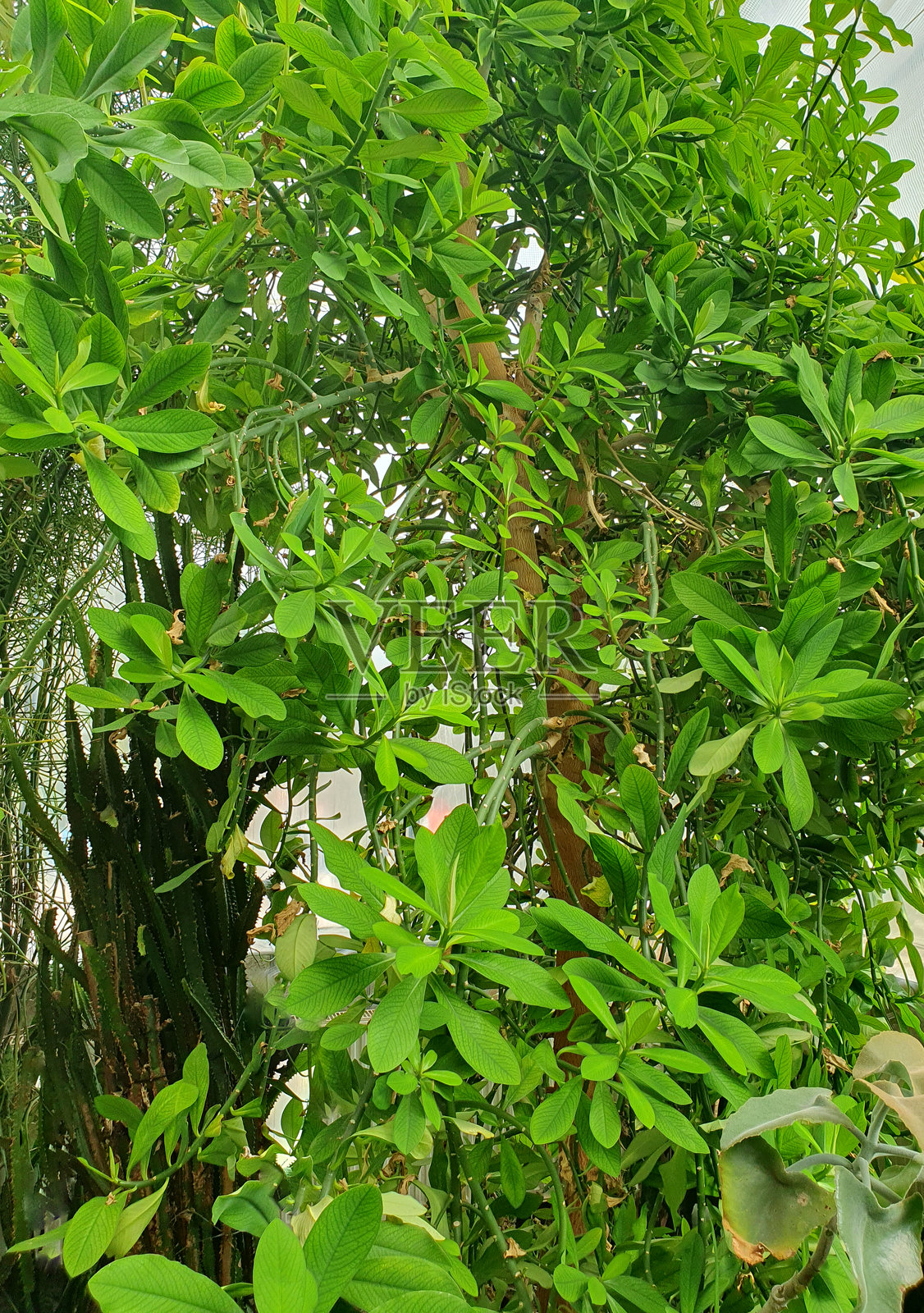 装饰性奶草Grant的自然背景。茂密的枝条上长满了特有的鲜绿色叶子。照片摄影图片