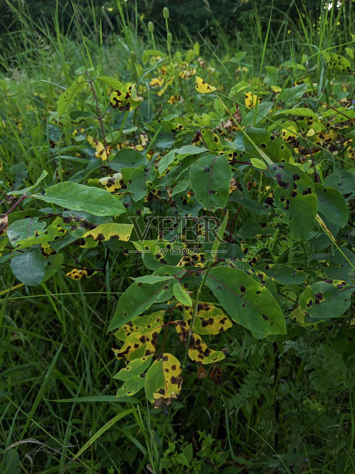 草地上因真菌植物病害造成的叶片损伤特写照片摄影图片