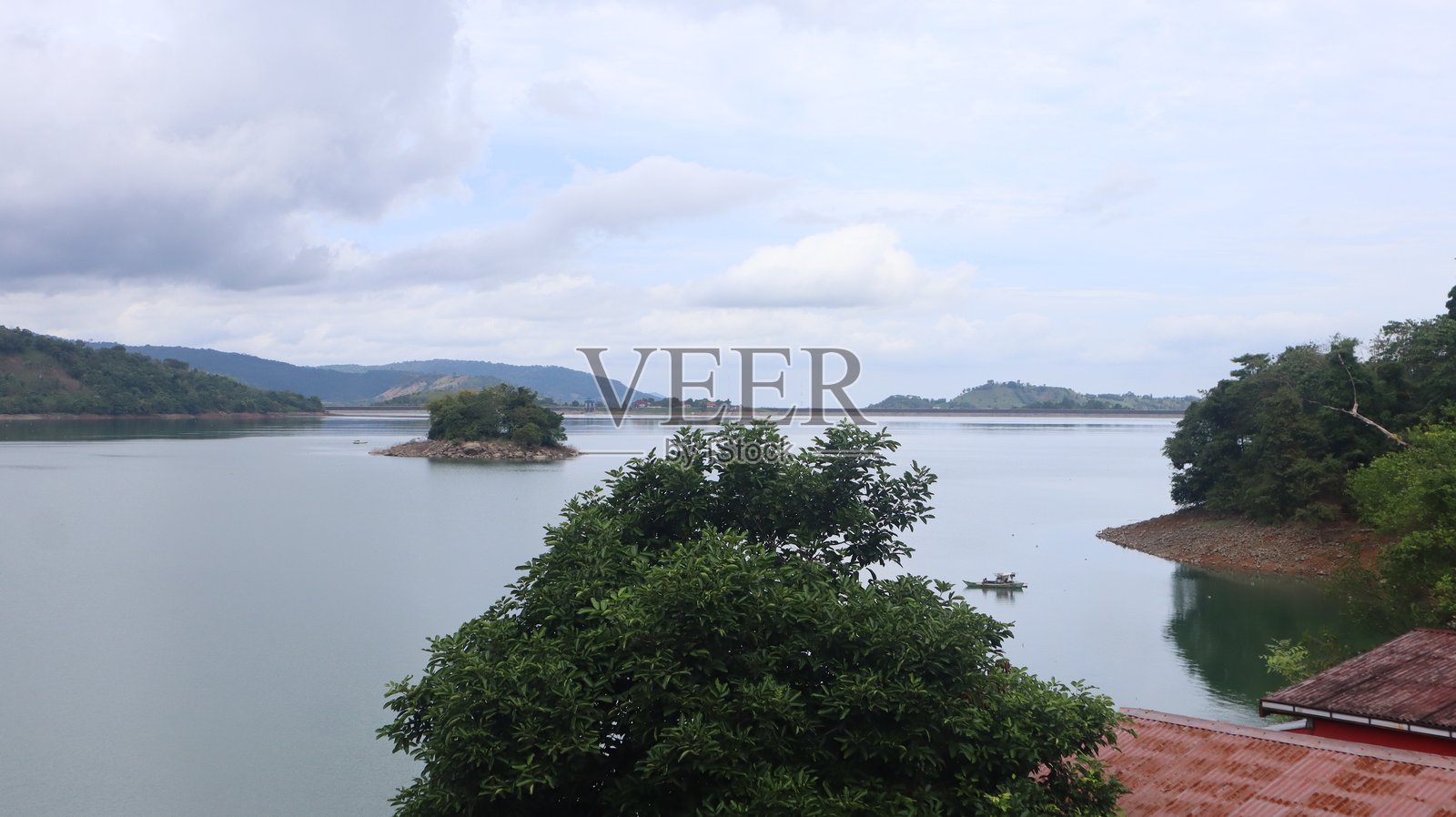 森林中的绿树。照片摄影图片