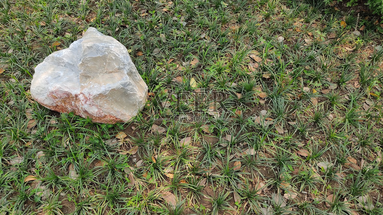 草照片摄影图片