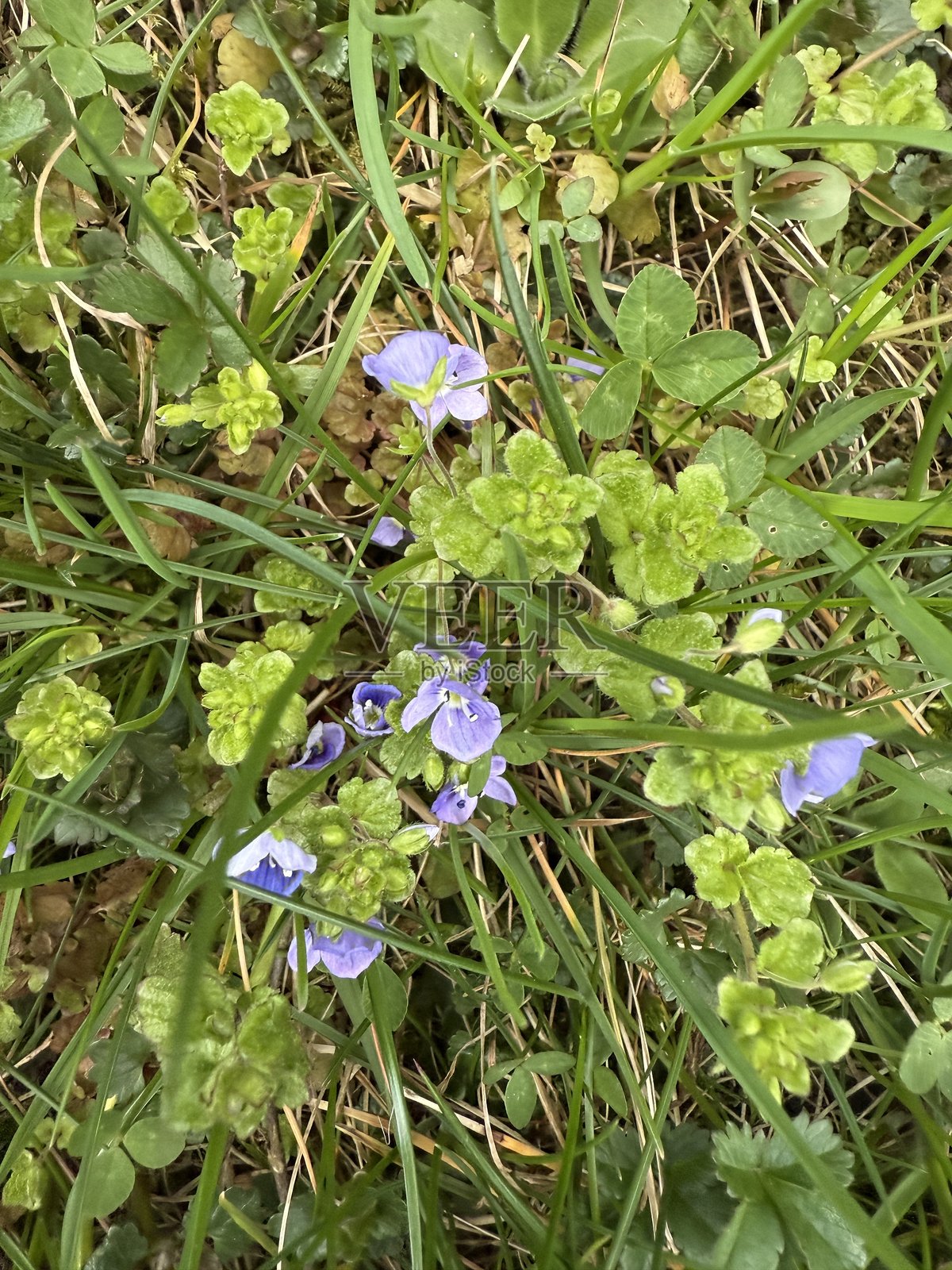 绿照片摄影图片