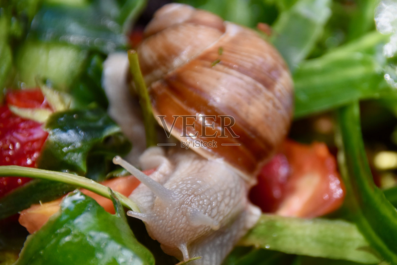 罗马蜗牛(Helix pomatia)的特写镜头照片摄影图片