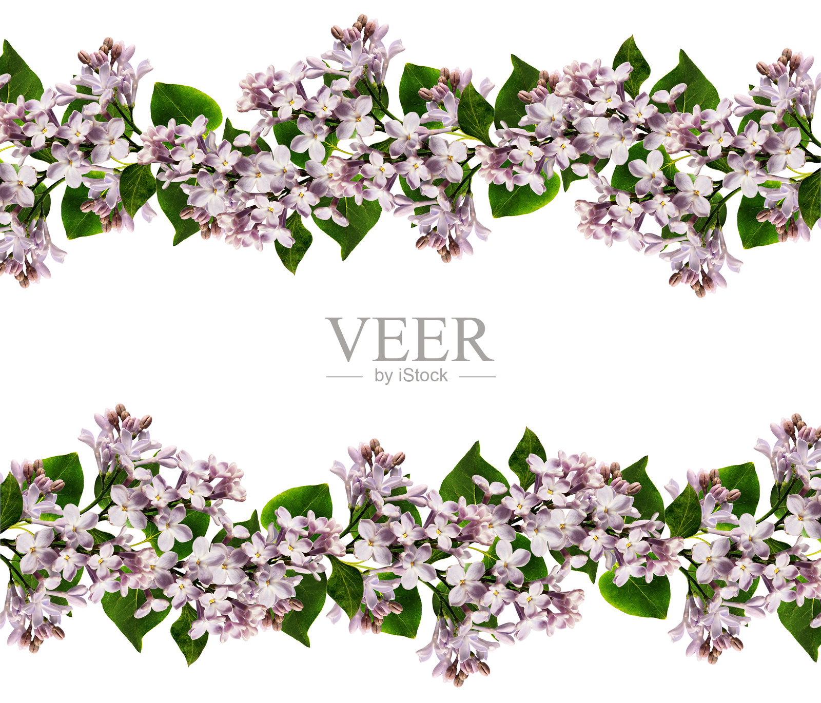 白色背景上孤立的紫丁香花和叶子的边框排列照片摄影图片