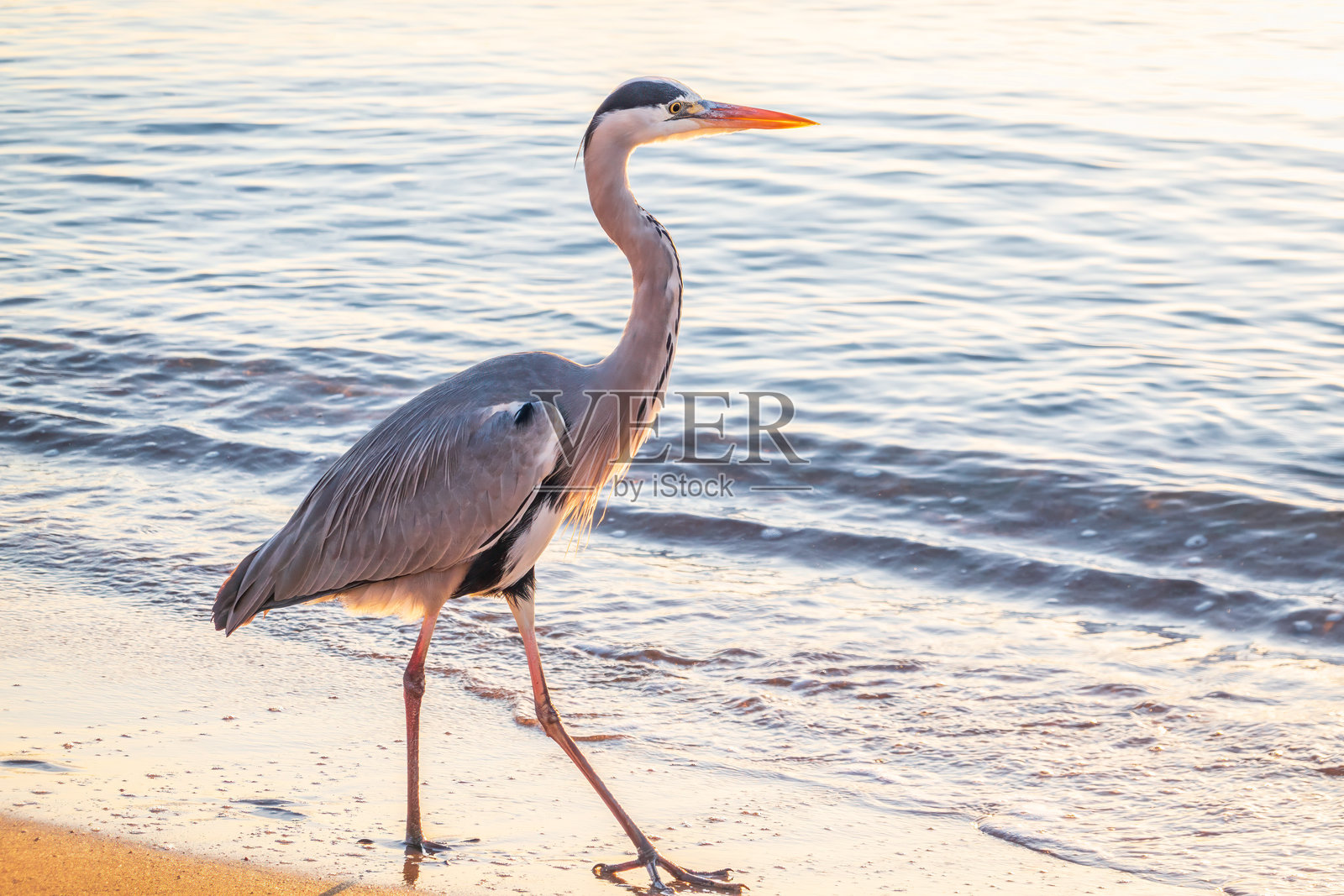 一只苍鹭在海中捕猎。灰鹭在狩猎。照片摄影图片