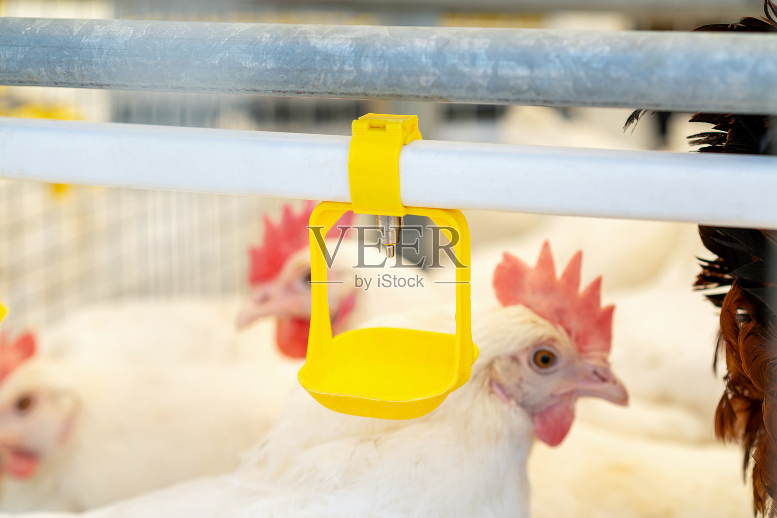 鸡场中黄色水 dispenser 的特写,背景是白色鸡只。照片摄影图片