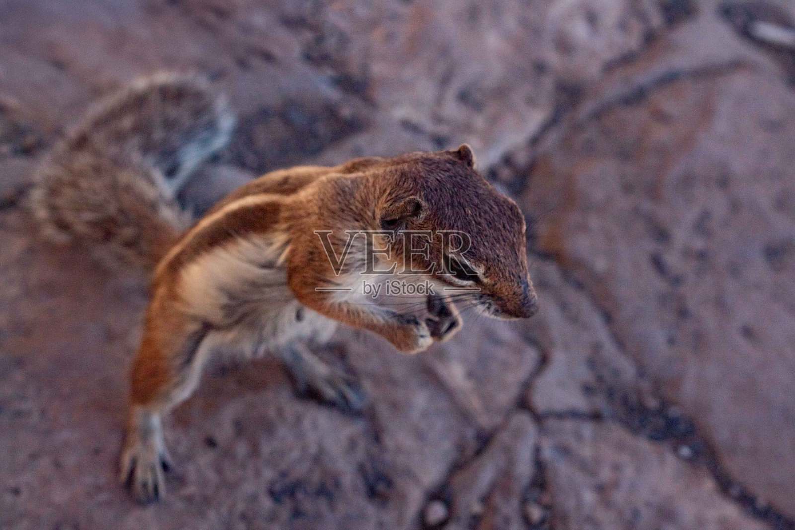 巴巴里松鼠在富埃特文图拉吃东西照片摄影图片
