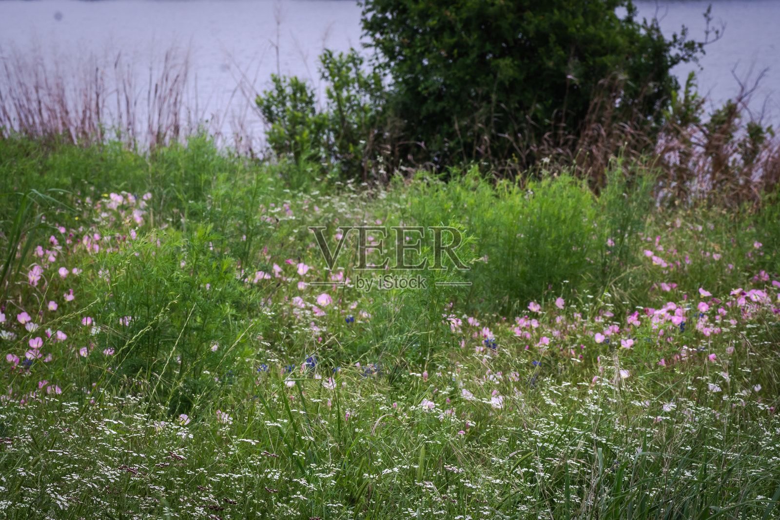晚樱草,德克萨斯州奥斯丁照片摄影图片