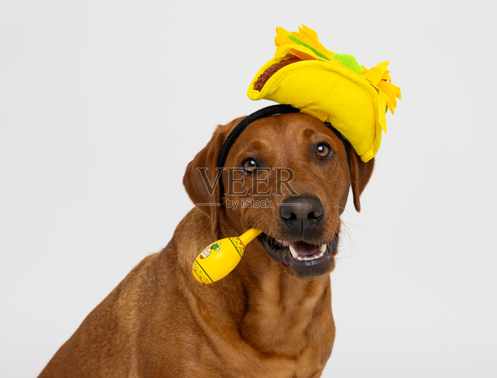 穿着塔可帽的棕色狗狗在工作室里抱着毛绒塔可玩具照片摄影图片