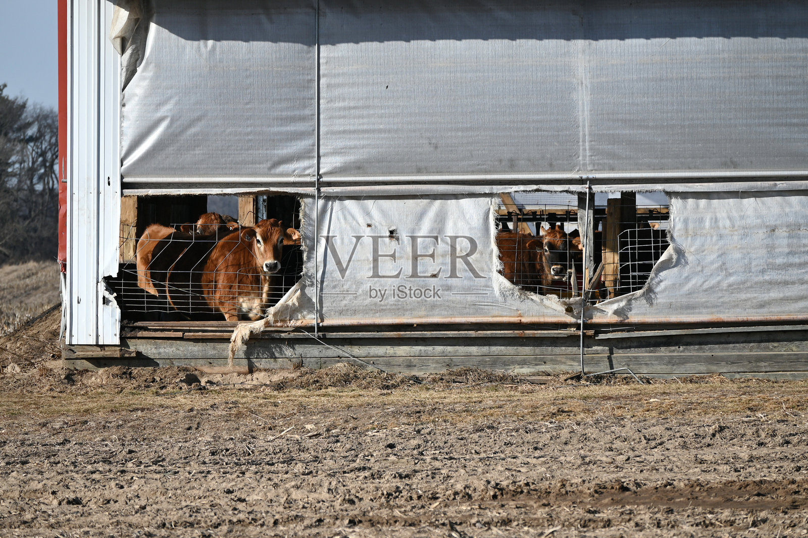 谷仓里的棕色奶牛照片摄影图片