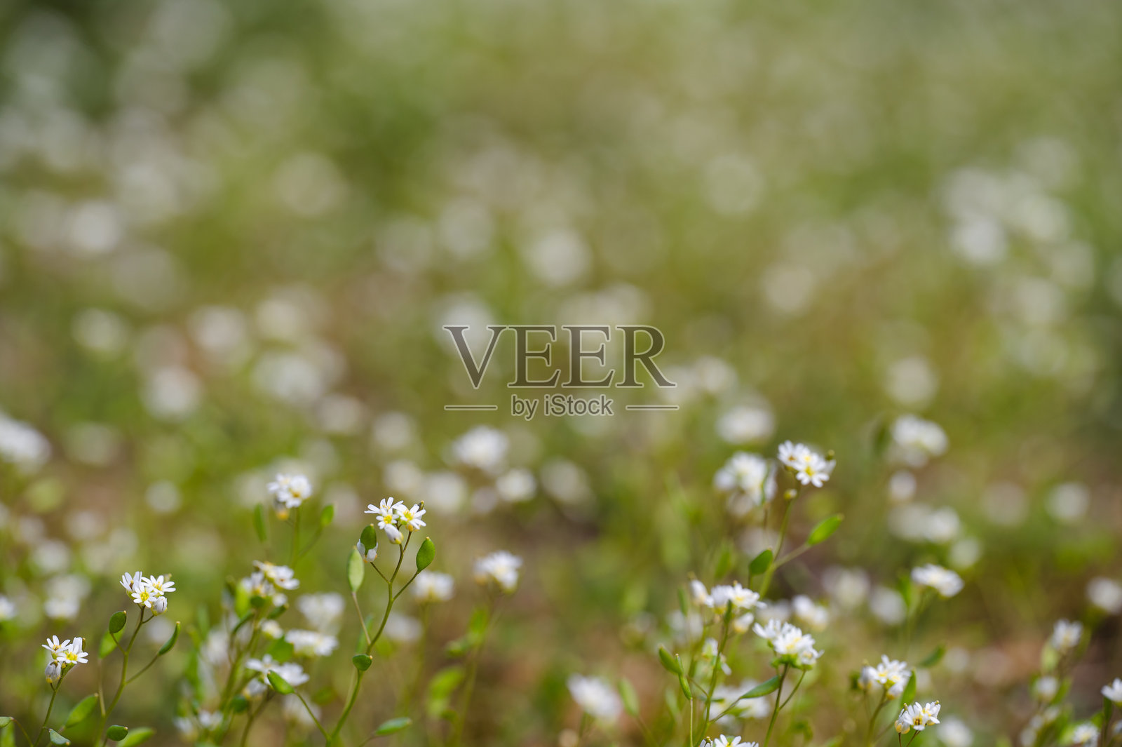 柔焦视角下的草地上盛开的野花照片摄影图片