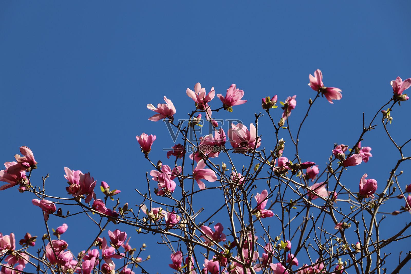 盛开的木兰树照片摄影图片