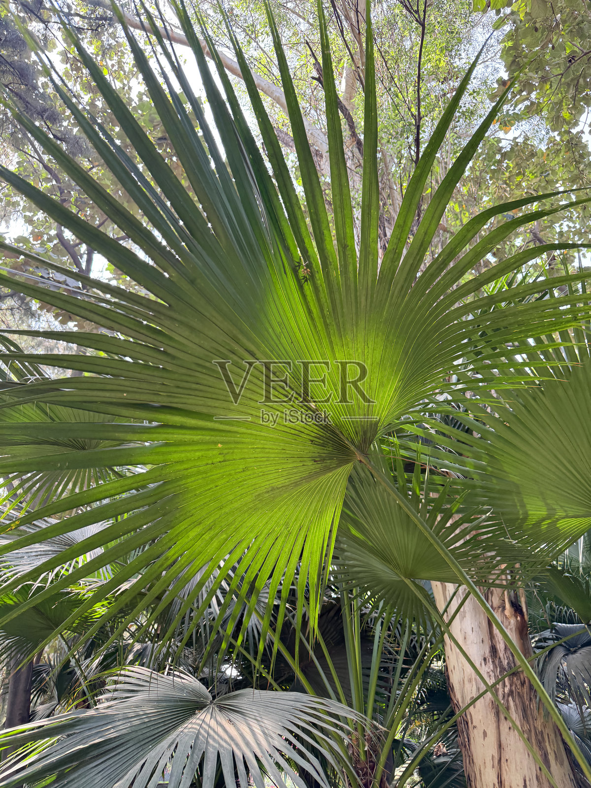 郁郁葱葱的热带植物,带有衬裙棕榈树叶 / 异国情调的丛林植物盛开 / 茂密的绿色植被,热带丛林栖息地中的生机勃勃的植物群照片摄影图片