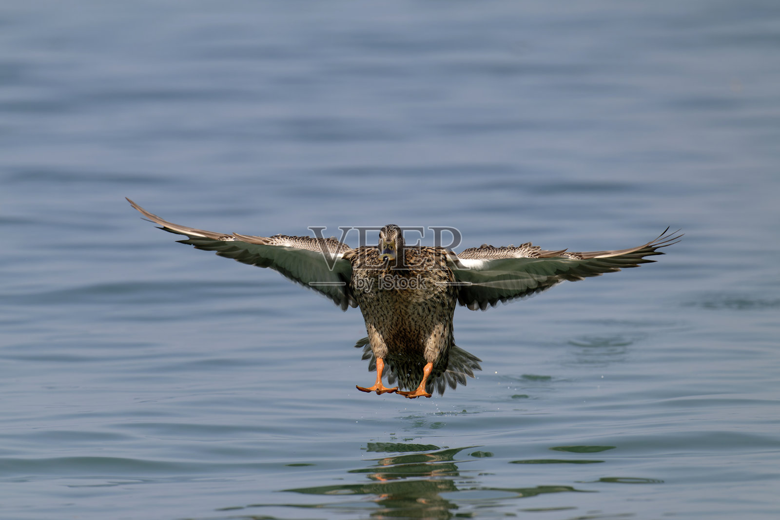 雌性绿头鸭照片摄影图片