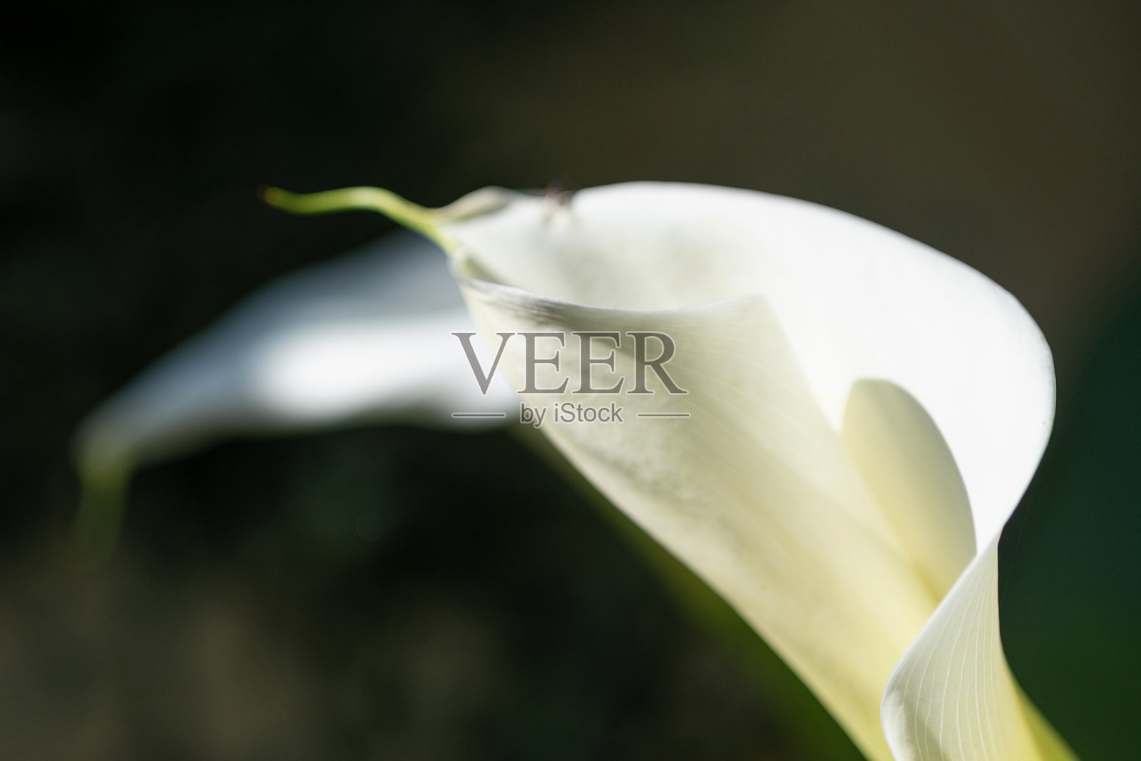 白色的阿鲁姆特写镜头照片摄影图片