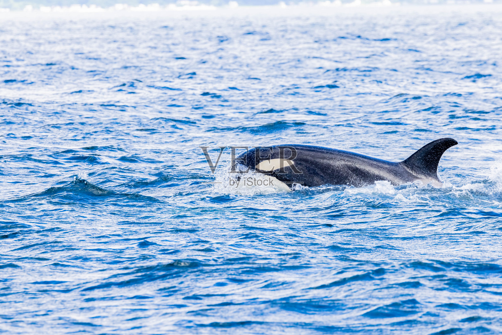 日本北海道的罗臼地区的虎鲸照片摄影图片