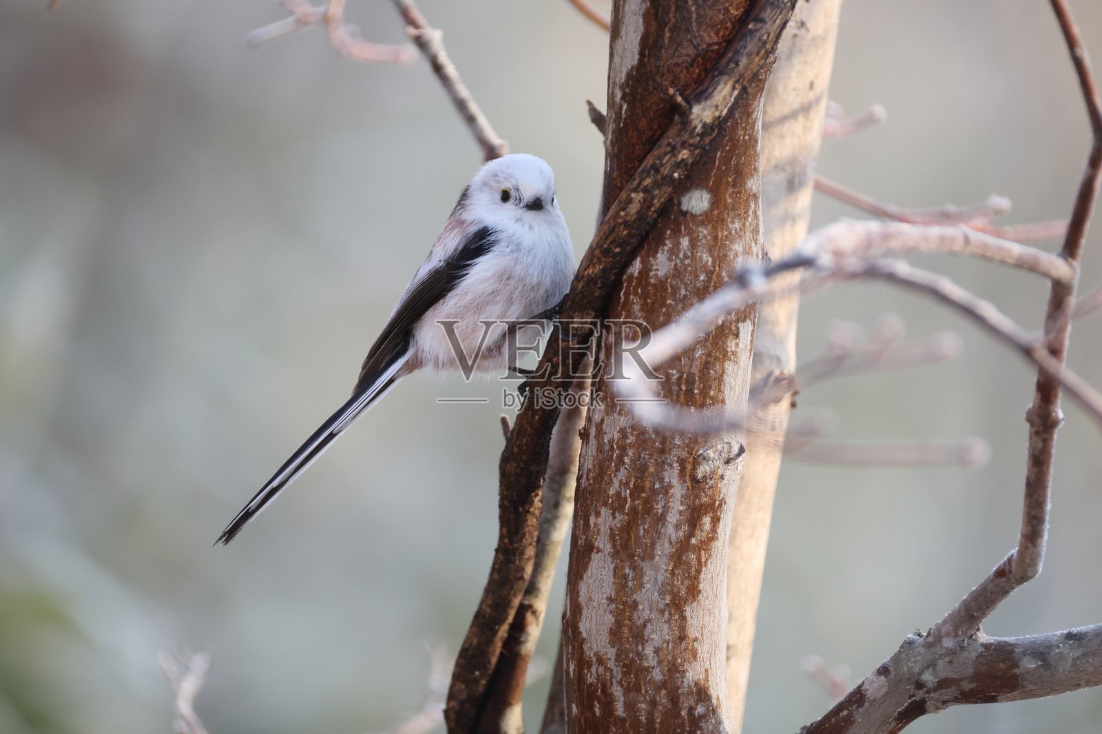 北海道的长尾山雀(Aegithalos caudatus japonicus)照片摄影图片