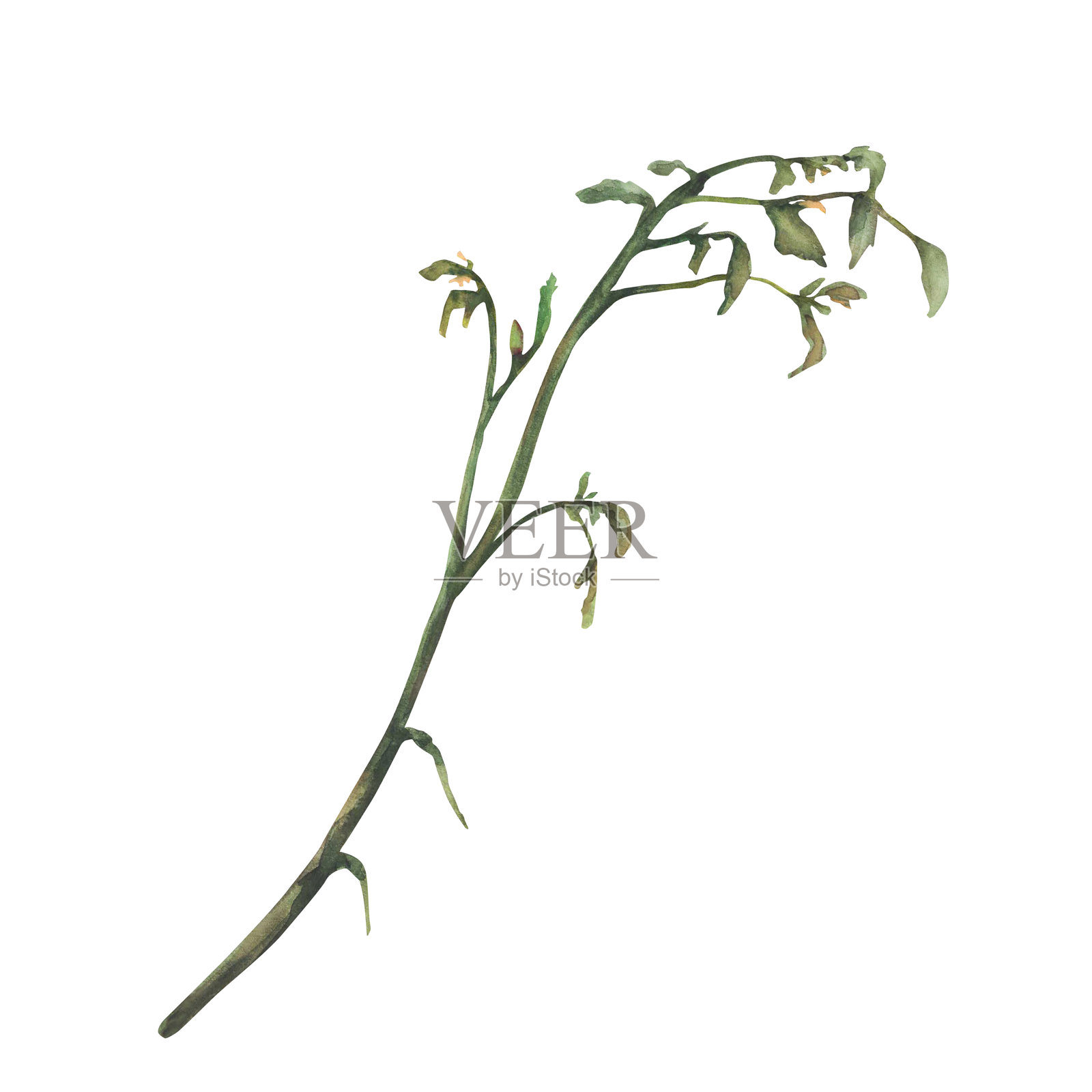 无果无花的绿色茎番茄植物,带有叶子。水彩植物插图插画图片素材