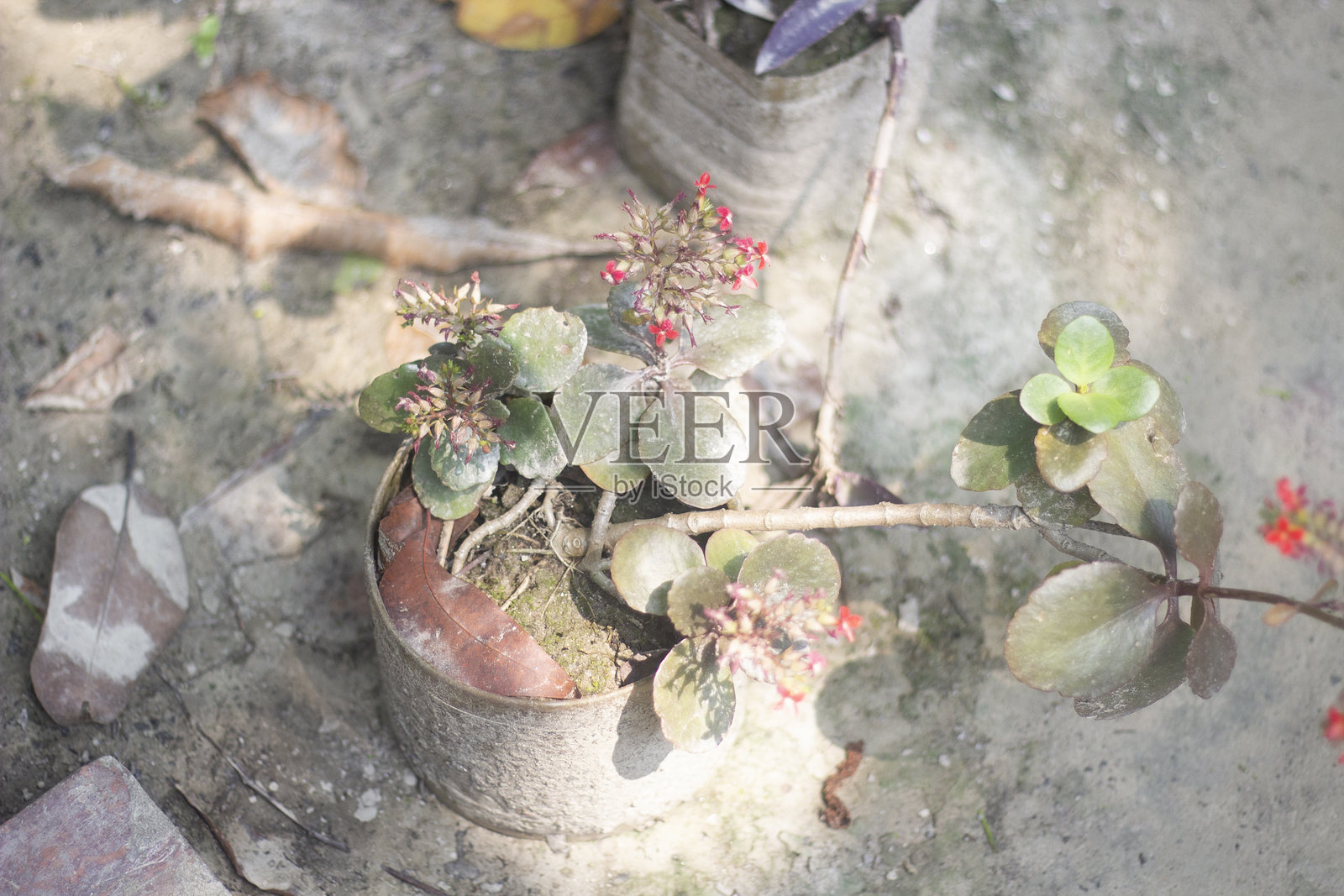 一棵树和红色花朵,背景模糊照片摄影图片