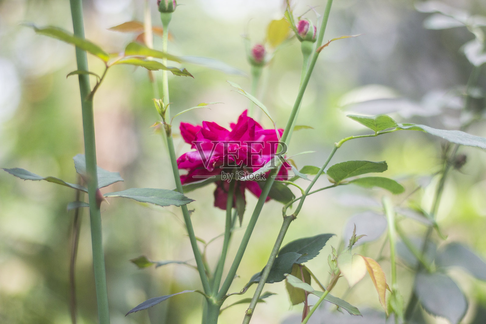 玫瑰花树与绿色背景照片摄影图片