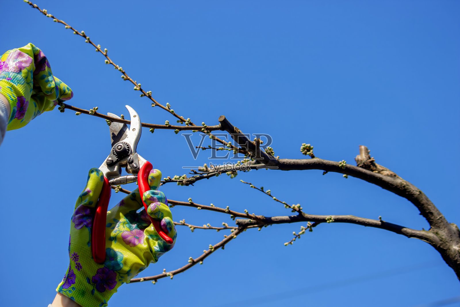 园丁使用园艺剪刀修剪树木,进行园艺护理。照片摄影图片