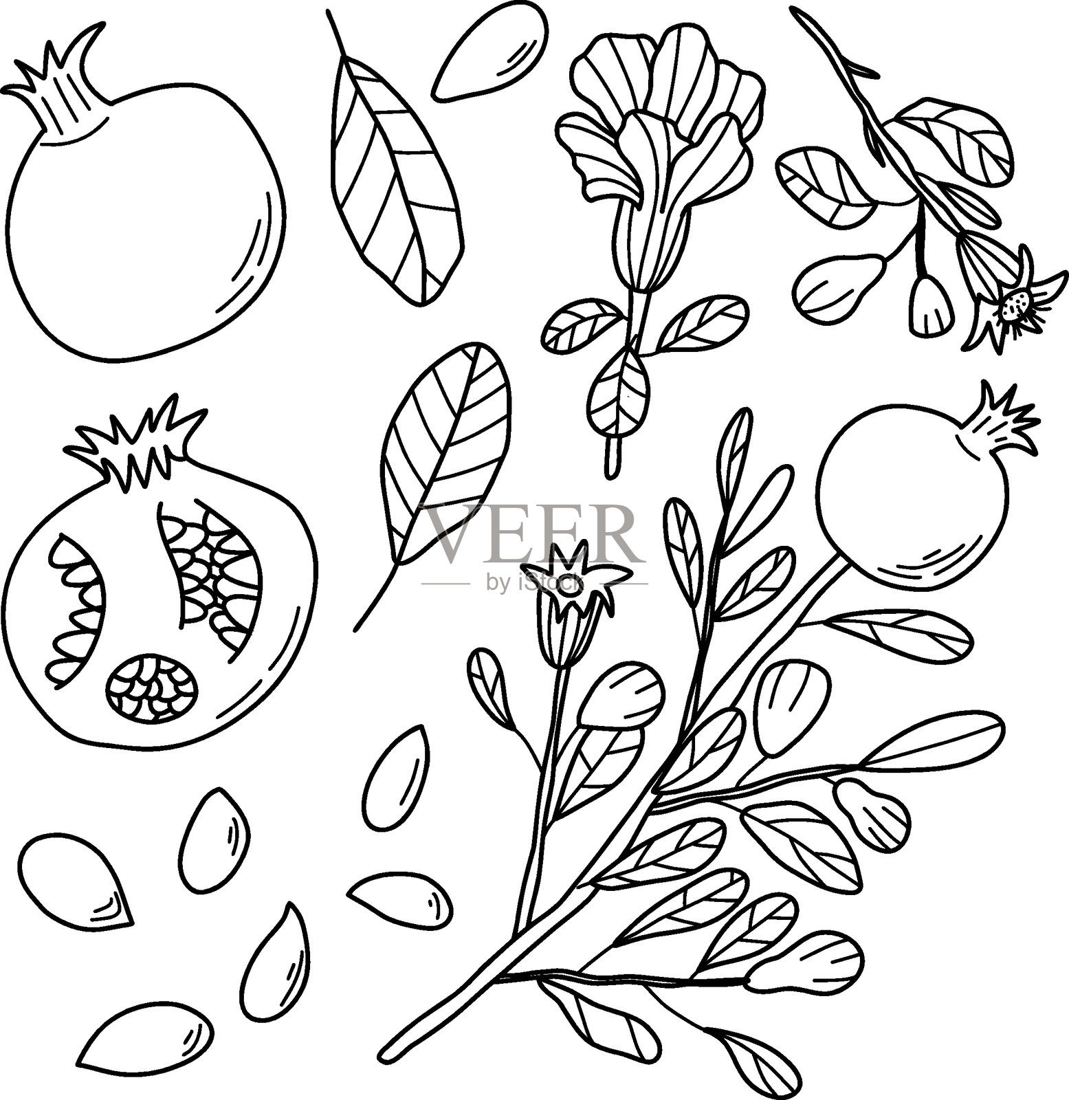 黑白线条艺术的石榴、枝条、叶子和种子插画图片素材