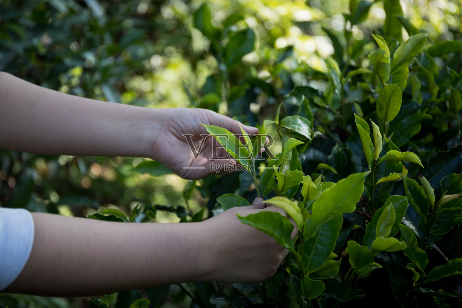 商业概念围绕新鲜绿茶的背景,展示有机农场的树叶和横幅,郁郁葱葱的花园,健康的植物,树叶,生态草药,模糊的叶子种植园,新鲜的草药自然。照片摄影图片
