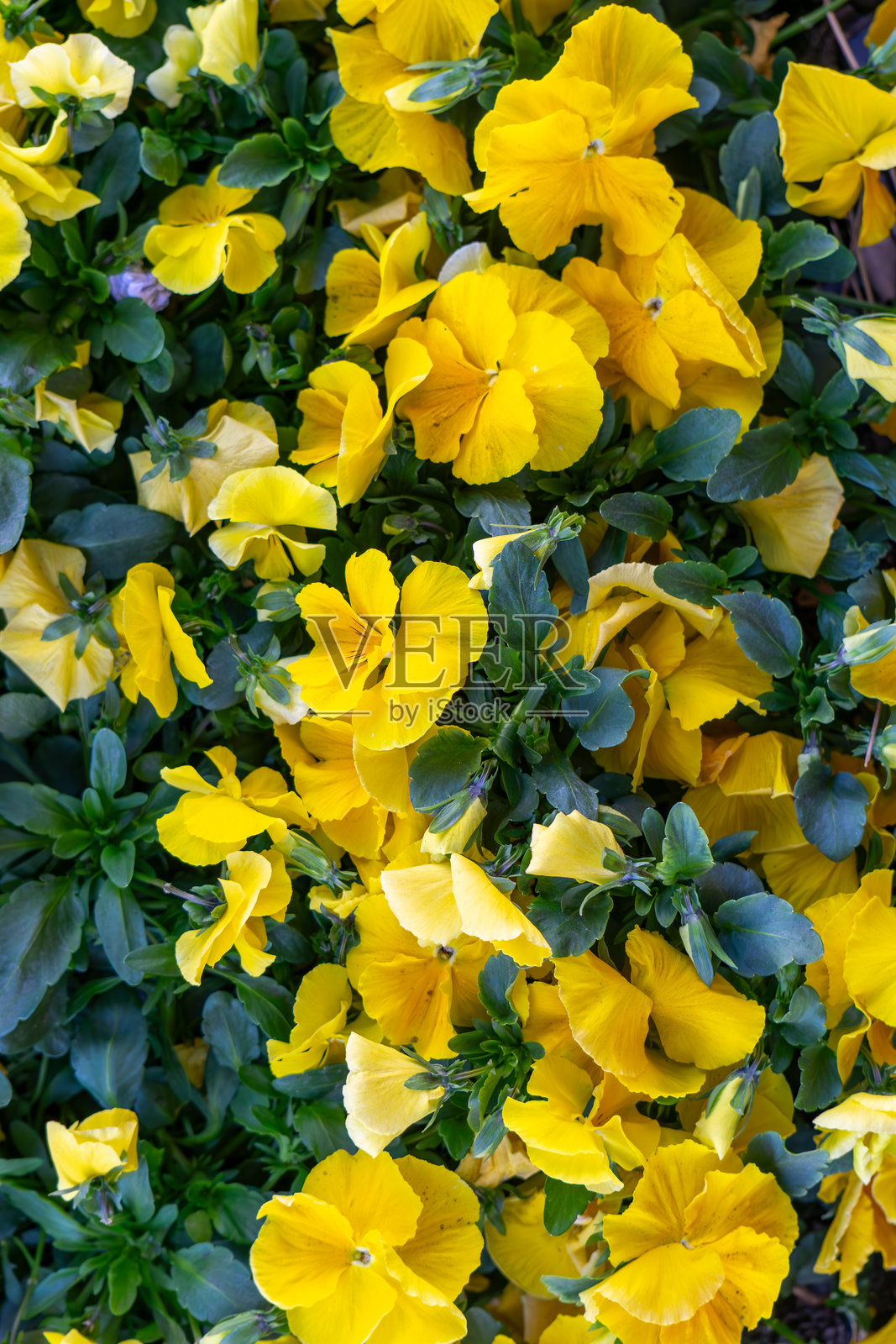 大量的黄花三色堇,园艺品种。这些花朵有着鲜艳的黄色花瓣,密集地生长在深绿色叶子的背景下。花朵的背景和图案。照片摄影图片