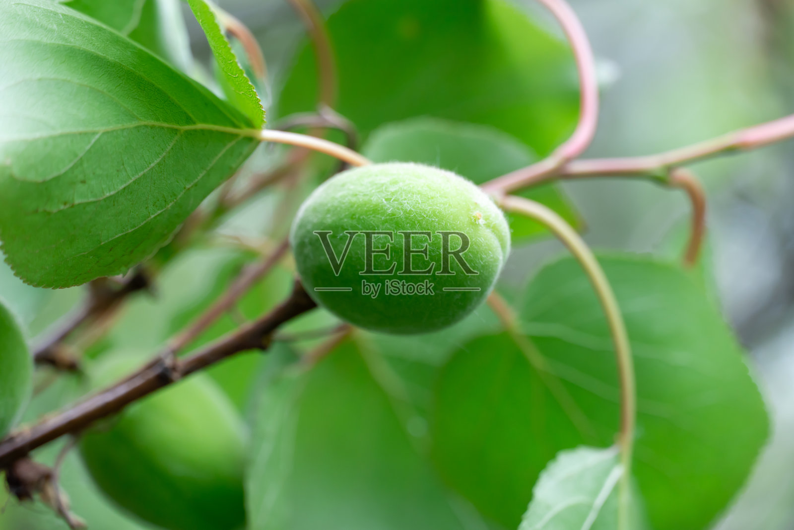 早春野杏树上未成熟的绿色果实。照片摄影图片