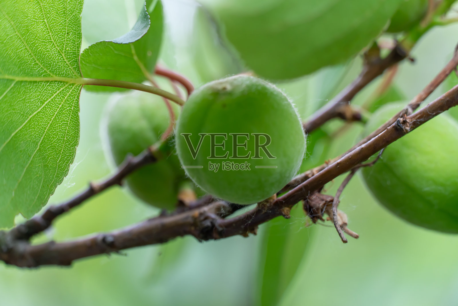 早春野杏树上未成熟的绿色果实。照片摄影图片