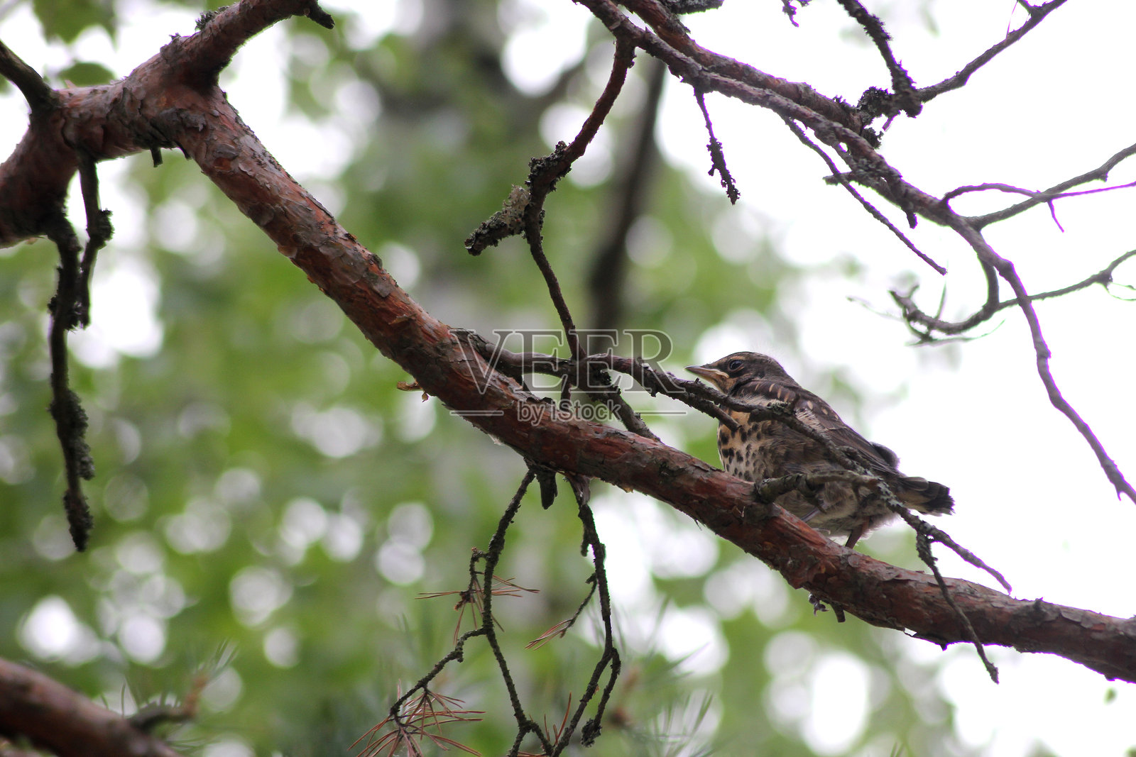 一只态度不佳的田鸫鸟照片摄影图片