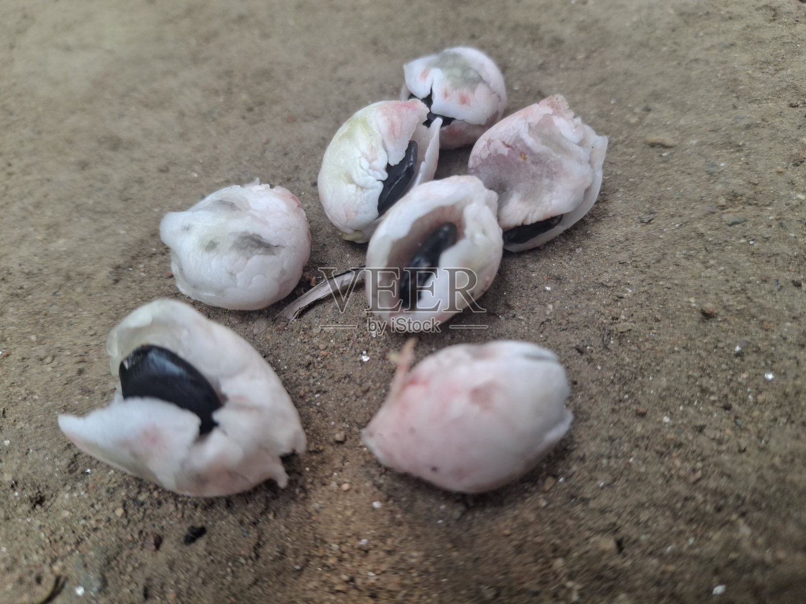 Pithecellobium dulce的果实和种子,也被称为马尼拉酸豆、马德拉斯刺或猴子豆树。照片摄影图片