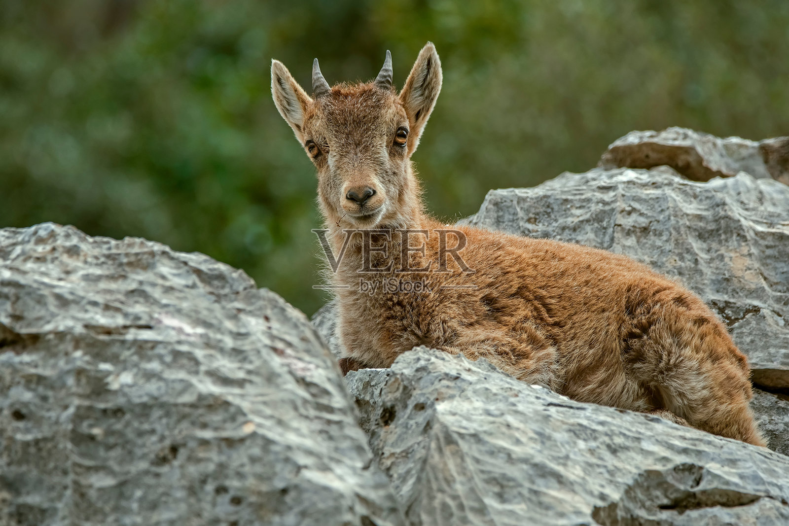 卡索尔拉、塞古拉和拉斯维利亚斯自然公园中的雄性希帕尼克山羊。照片摄影图片