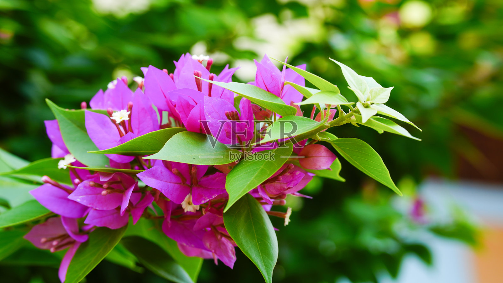 美丽的九重葛花和九重葛植物树在夏季丰盛的雨季叶子中(九重葛,学名:Bougainvillea glabra Choisy)。花朵为粉色和紫色。作为壁纸纹理图案背景。照片摄影图片