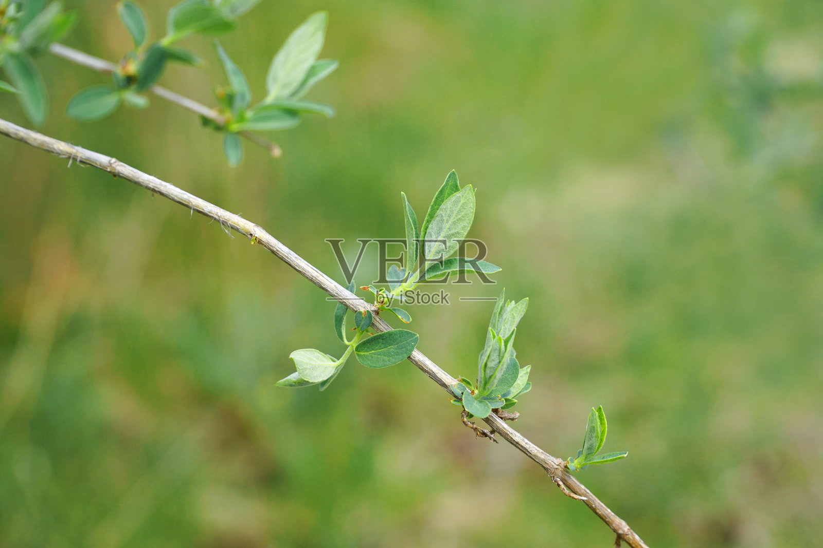 春天树枝上的新叶照片摄影图片