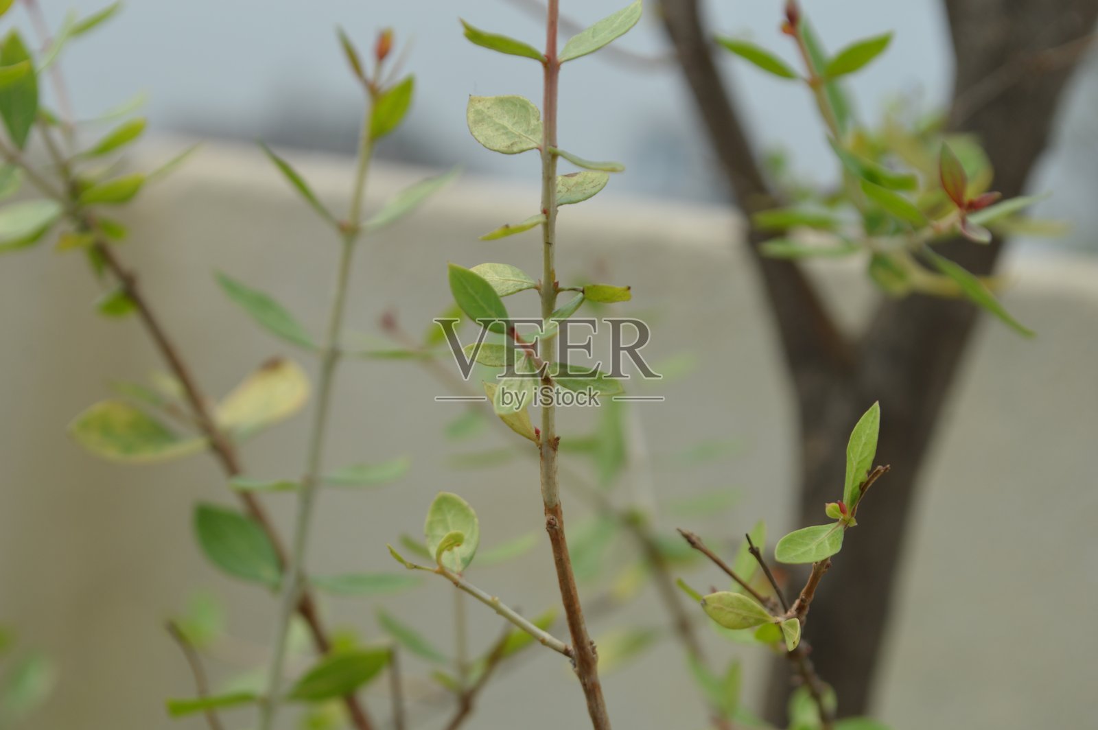 突出的磨损电缆线照片摄影图片