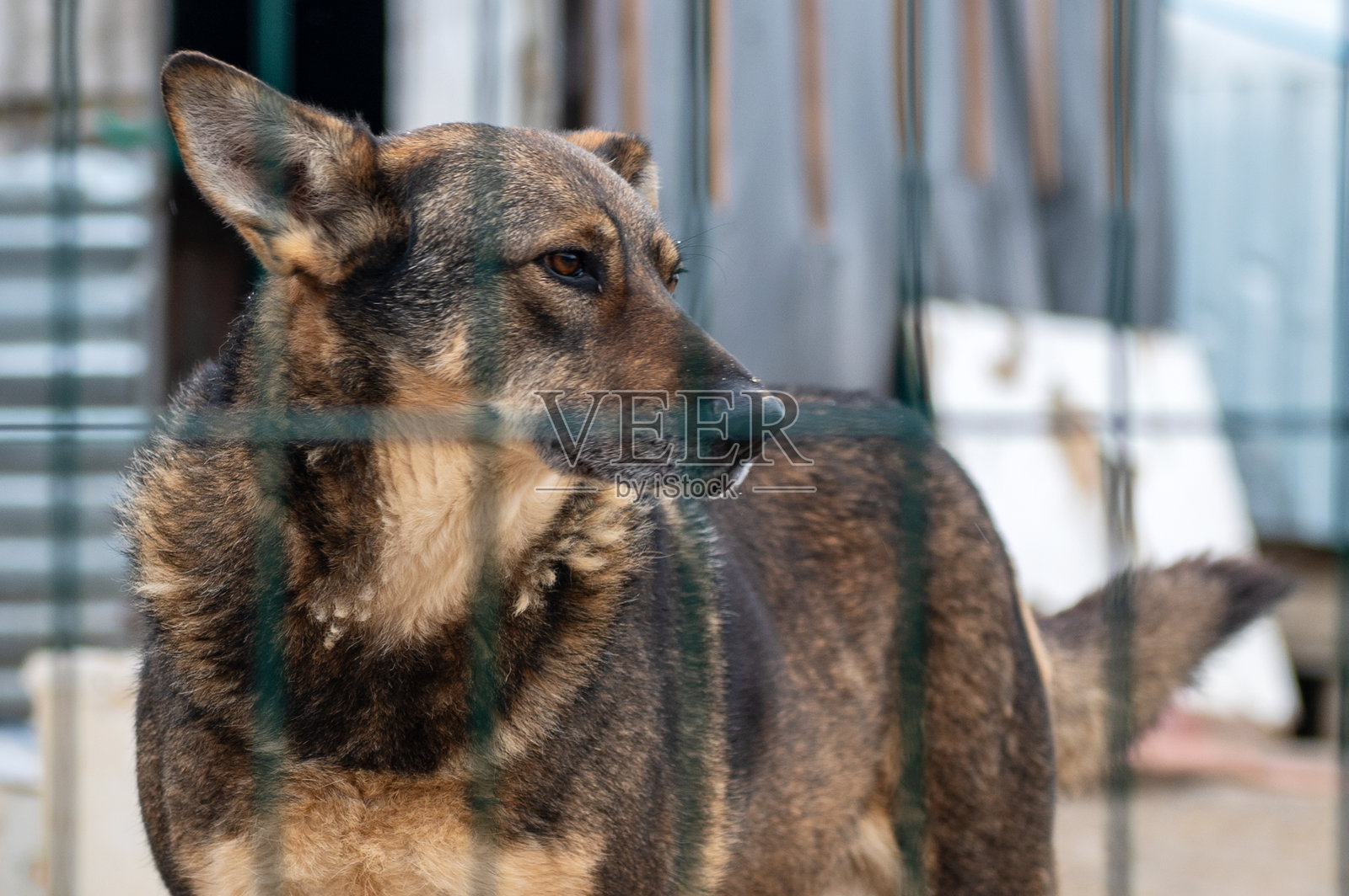 动物收容所里的狗。无家可归、悲伤的狗在笼子里。照片摄影图片