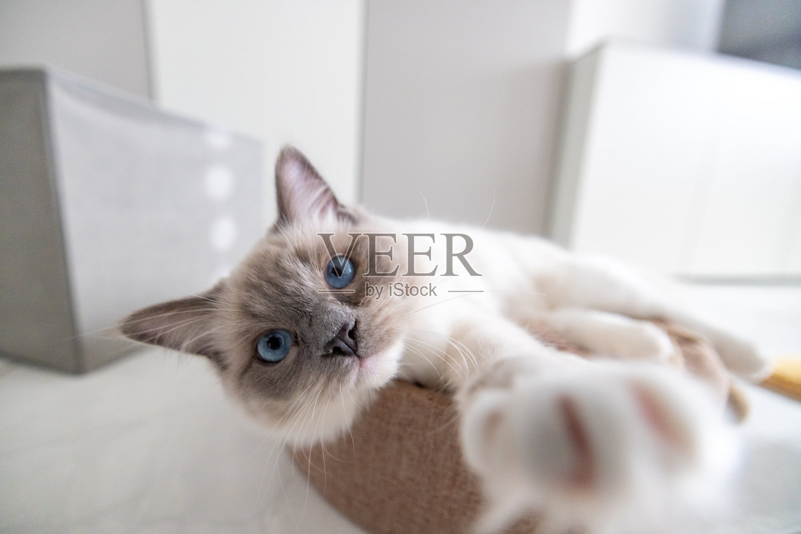 家中玩耍的猫咪在猫床上照片摄影图片