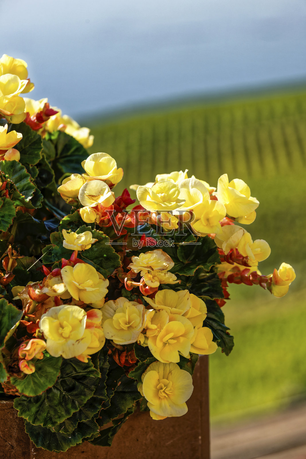 拉沃地区的梯田葡萄园照片摄影图片