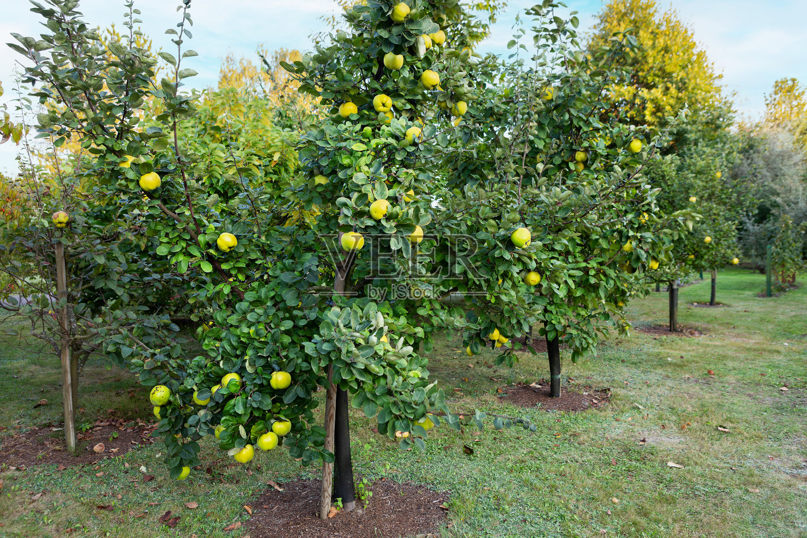 在果园的树上,晚间阳光下的日本樱花盛开。照片摄影图片