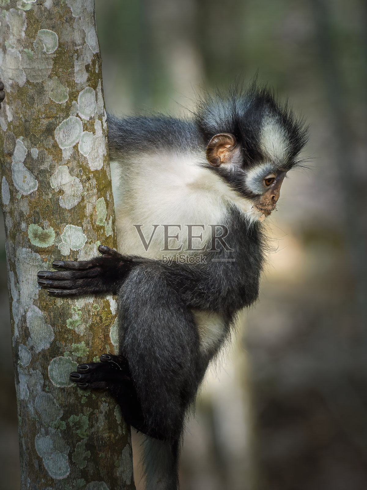 北苏门答腊叶猴在朗卡特休息照片摄影图片