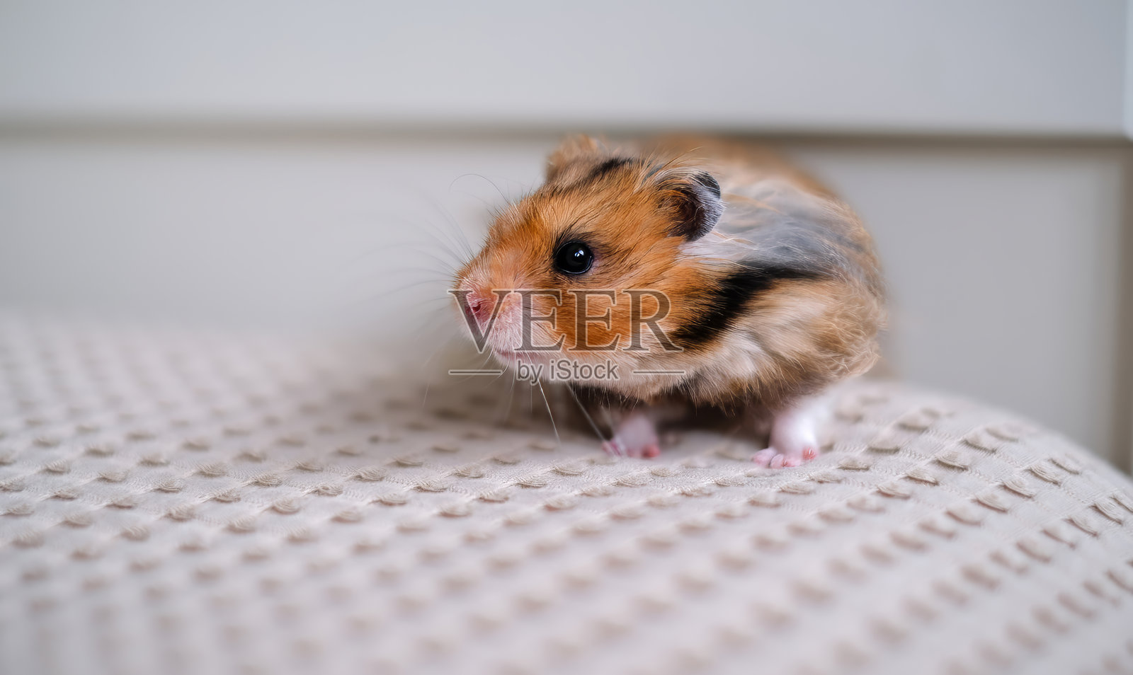 一只可爱的叙利亚仓鼠,毛发蓬松,呈现棕色、黑色和白色的色调,警觉地站在一块有纹理的米色表面上。照片摄影图片