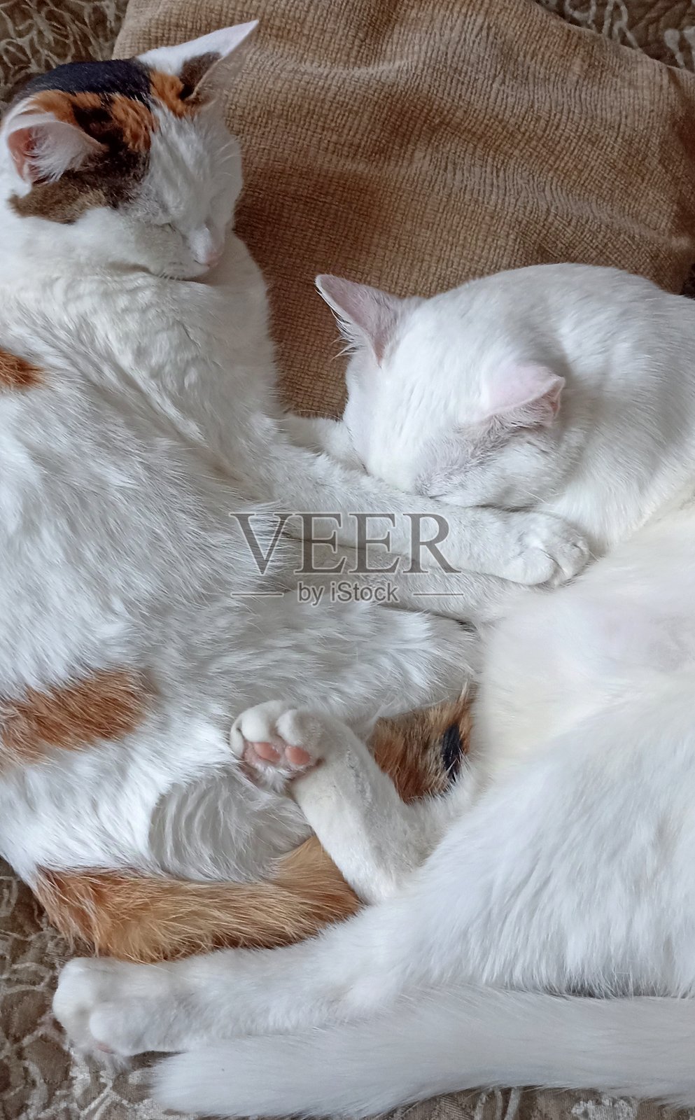 两只白猫在室内搞笑地睡觉照片摄影图片