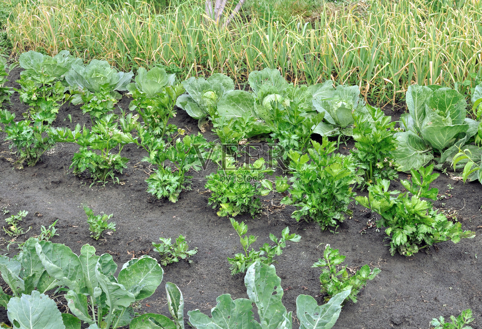 蔬菜花园照片摄影图片