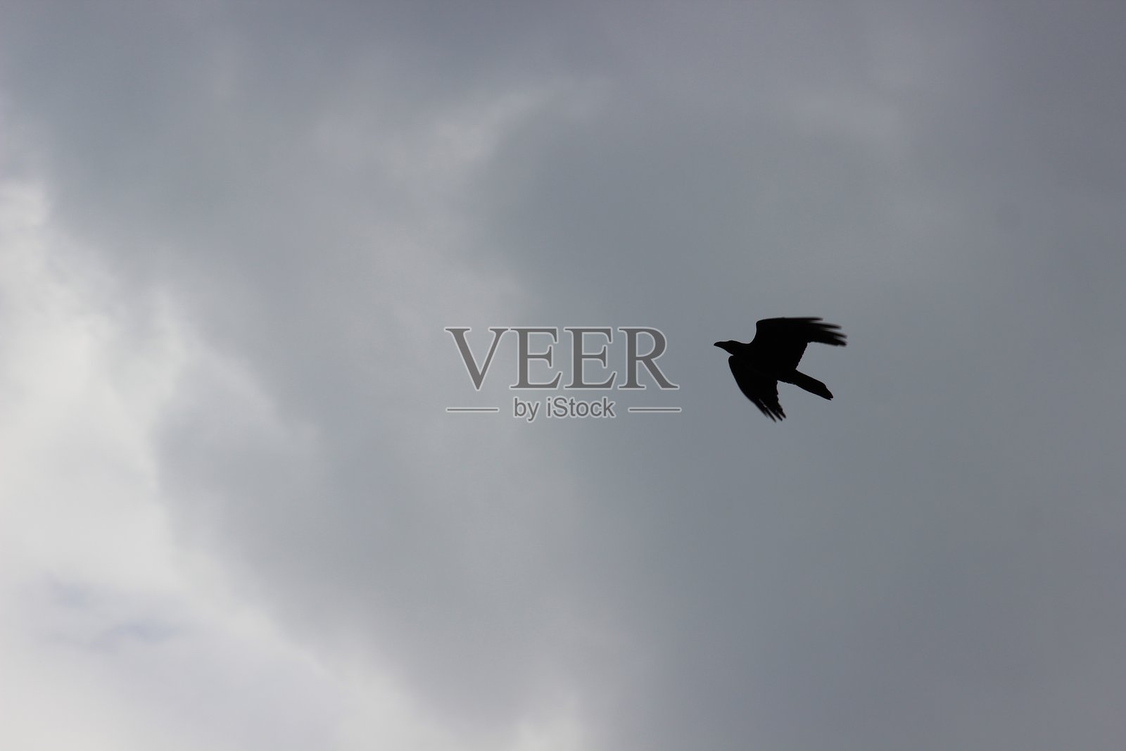 鸟在渐暗的天空中飞翔的剪影照片摄影图片