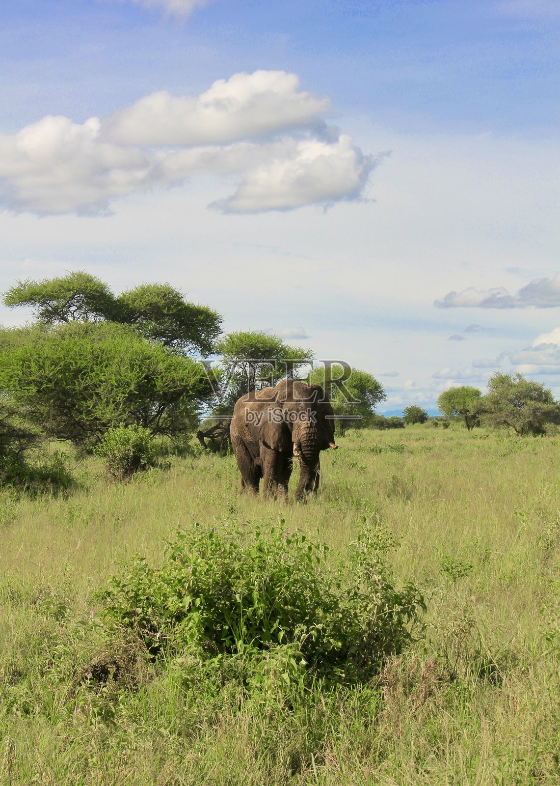 坦桑尼亚美丽的塔兰吉尔国家公园中的雄性大象照片摄影图片