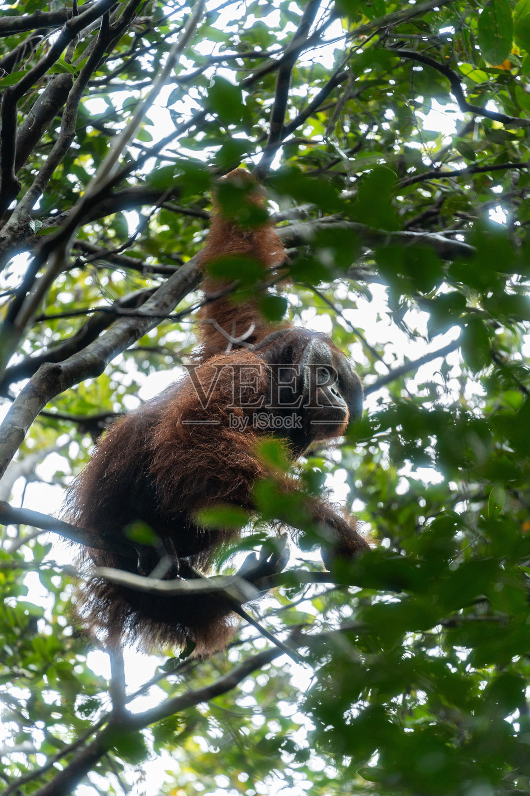 婆罗洲猩猩在丛林树冠中悠闲地放松照片摄影图片