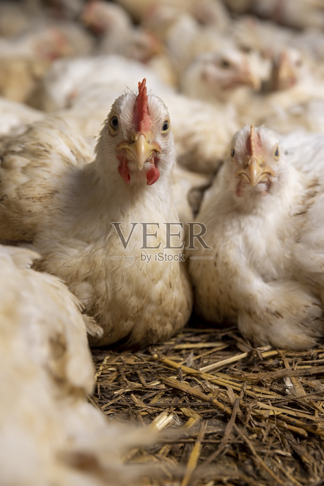 无笼养殖的鸡场,许多肥胖的鸡在看着镜头。照片摄影图片